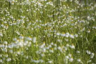 Camomile between grasses, Münsterland, North Rhine-Westphalia, Germany, Europe