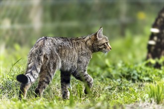 A wildcat running through a green meadow, side view, wildcat (Felis silvestris), Germany, Europe