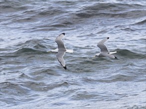 Black-legged kittiwake (Rissa tridactyla), two adult birds in flight, chasing each other, May,