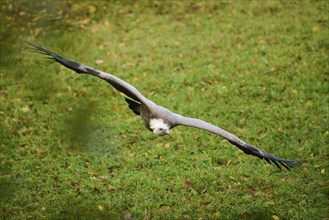 Eurasian griffon vulture (Gyps fulvus) flying over a meadow, Bavaria, Germany, Europe