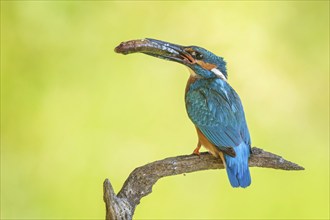 Kingfisher (Alcedo atthis) Indicator of clean watercourses, pair, male with fish as prey and food,