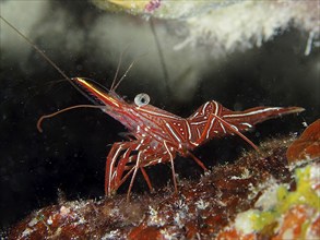 Camel shrimp (Rhynchocinetes durbanensis), House Reef dive site, Mangrove Bay, El Quesir, Red Sea,