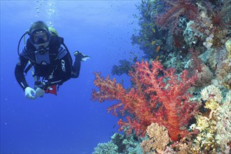 Diver looking at Klunzinger's tree coral (Dendronephthya klunzingeri), dive site Erg Monica,