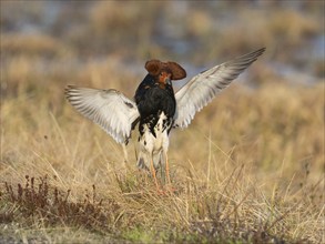 Ruff (Calidris pugnax) male in breeding plumage displaying at lek, Pokka, Finnish Lapland