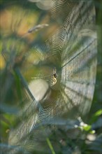 Cross spider (Araneus) sitting in a spider web, Lower Saxony, Germany, Europe