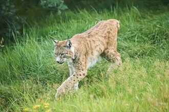 Eurasian lynx (Lynx lynx) walking through the grass, Wildpark Aurach, Kitzbühl, Tirol, Austria,