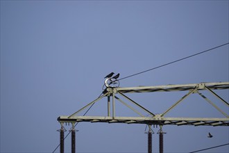 Corvids on a power pole, March, Germany, Europe