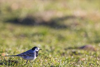 White wagtail (Motacilla alba) walking on in the grass on a meadow