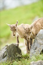 Alpine ibex (Capra ibex) youngsters, standing on a rock, wildlife Park Aurach near Kitzbuehl,