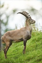 Alpine ibex (Capra ibex) male standing on a meadow, wildlife Park Aurach near Kitzbuehl, Austria,