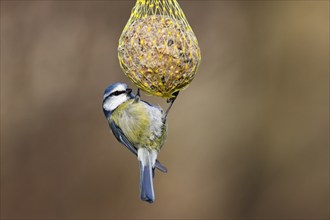 Blue tit (Parus caeruleus) hanging on a fat ball, bird feeding in winter, Schleswig-Holstein,