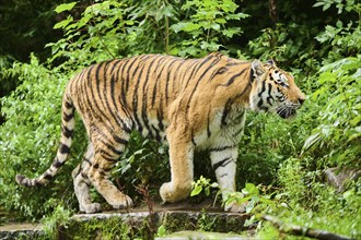 Siberian tiger (Panthera tigris altaica) walking, captive, Germany, Europe