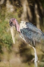 Marabou Stork (Leptoptilos crumenifer) portrait, Spain, Europe