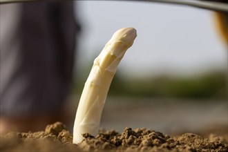 Asparagus harvest in the Palatinate