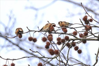 European goldfinches (Carduelis carduelis) in an amber tree, winter, Germany, Europe