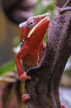 Panther chameleon (Furcifer pardalis), Germany, Europe