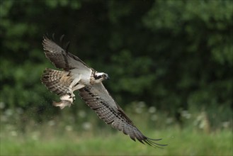 Western osprey (Pandion haliaetus) hunting, Aviemore, Scotland, Great Britain