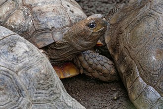 Brown tortoise (Manouria emys emys), captive, found in Southeast Asia