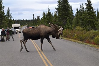 Bull moose (Alces alces) crosses the road and is photographed, Denali National Park