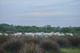 A herd of white Camargue horses grazing in a wide meadow under a cloudy sky, Camargue, France,