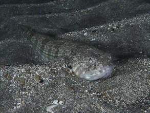 Atlantic lizardfish (Synodus saurus) lies still at night on lava sand in the sea. Dive site Playa,