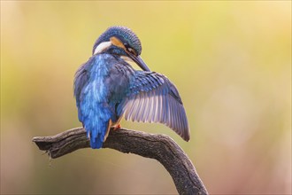 Common kingfisher (Alcedo atthis) male, preening during plumage care, Flying Gem, sunrise, Middle