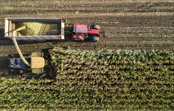 Maize harvest, combine harvester, chopper works its way through a maize field, the silage is pumped