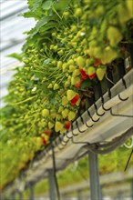 Strawberry cultivation in a greenhouse, strawberry plants with berries at different stages of