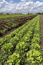 Agriculture, lettuce growing in a field, green lettuce, Lollo Bionda and Lollo Rossa, in long rows