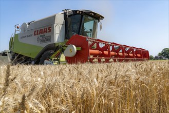 Agriculture, grain harvest, wheat, combine harvester harvesting in a wheat field, near