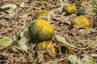 Field with Styrian oil pumpkins, partly dried up due to the drought in summer 2020, on the Lower