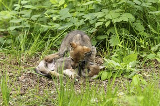 Two wolf pups playfully wrestling with each other on the forest floor, European grey gray wolf