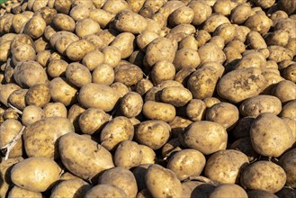 Potato harvest, Melodie variety, so-called split harvesting method, first the tubers are taken out