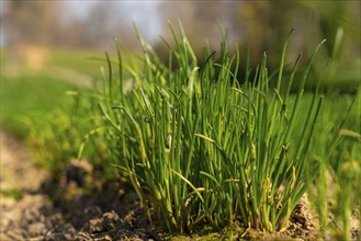 Agriculture, herb nursery, chives young plants, fresh in the field, field, planted