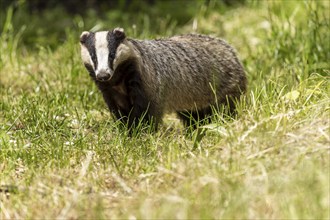 Badger on a green meadow in bright daylight, european badger (Meles meles), Germany, Europe