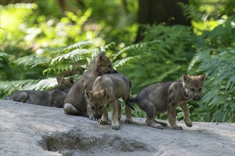 A group of wolf pups explore a path in the forest together, European grey gray wolf (Canis lupus),