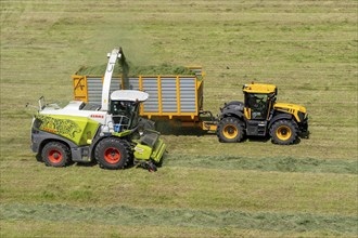 Hay harvest, on a Rhine meadow near Duisburg-Beeckerwerth, a forage harvester picks up the cut