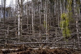 Dead spruce trees, broken by wind, lying in disarray, forest dieback in the Arnsberg Forest nature