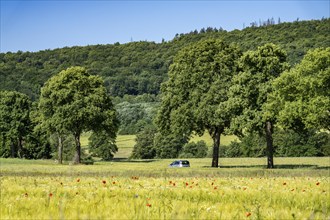 Country road between Warstein and Hirschberg in Sauerland, partly tree-lined, avenue-like, North