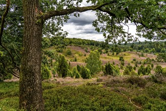 Flowering heath, heather and juniper bushes, in the Totengrund, near the village of Wilsede, in the