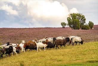 Heidschnucken herd and goats, in the Lüneburg Heath, near Niederhaverbeck, heather blossom of the