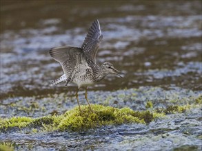 Wood Sandpiper (Tringa glareola), standing in a stream, displaying during the breeding season,