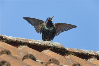 Common Starling (Sturnus vulgaris) adult male, in breeding plumage, singing and displaying on roof