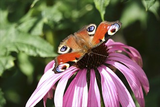 European peacock (Inachis io), summer, Saxony, Germany, Europe