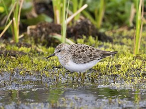 Temminck's Stint (Calidris temminckii), foraging in stream, Finnmark, Norway, Europe