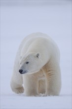 Polar bear (Ursus maritimus), walking in the snow, head-on, Kaktovik, Arctic National Wildlife