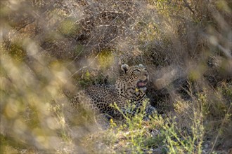 Leopard (Panthera pardus) lying, between dense bushes, adult, Kruger National Park, South Africa,