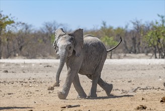 African elephant (Loxodonta africana), young animal running, funny cute baby animal, Etosha