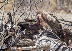 Many white-backed vulture (Gyps africanus) with bloody heads feeding on the carcass of a dead