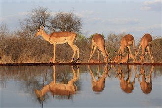 Black Heeler Antelope (Aepyceros melampus), adult, group, female, male, at the water, drinking,